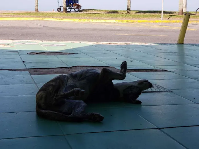 Cachorro ra a SRD idade 7 a 11 meses nome Sem Nome Definido