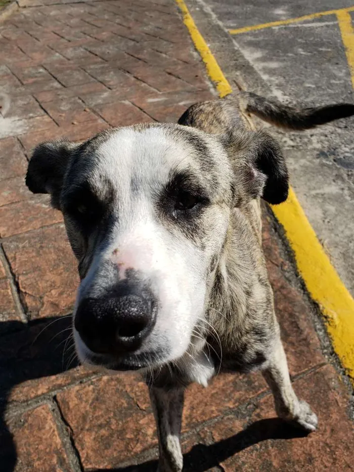 Cachorro ra a SRD idade 7 a 11 meses nome Sem Nome Definido