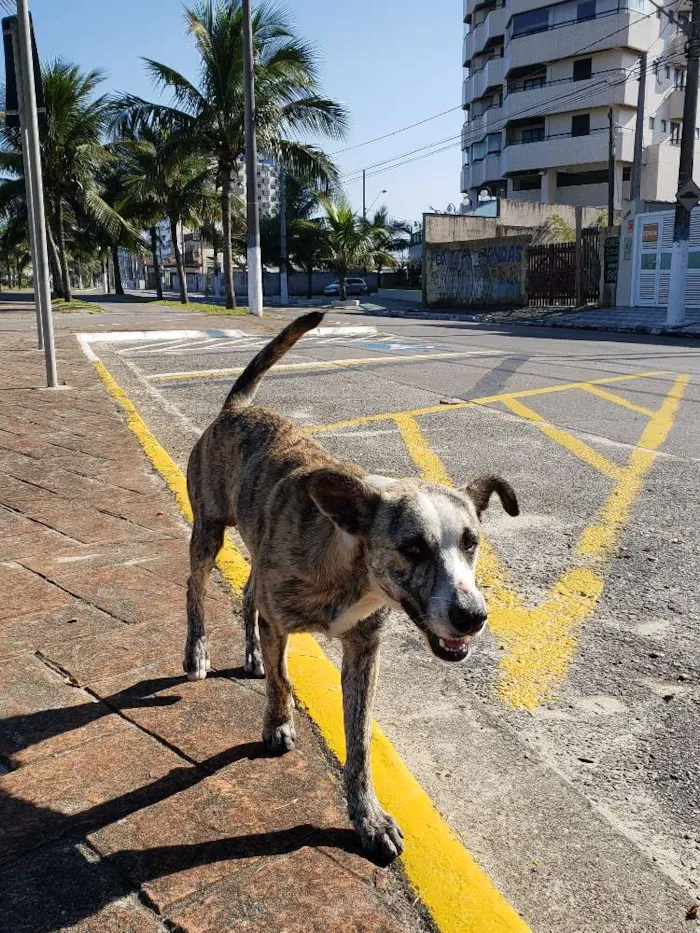 Cachorro ra a SRD idade 7 a 11 meses nome Sem Nome Definido
