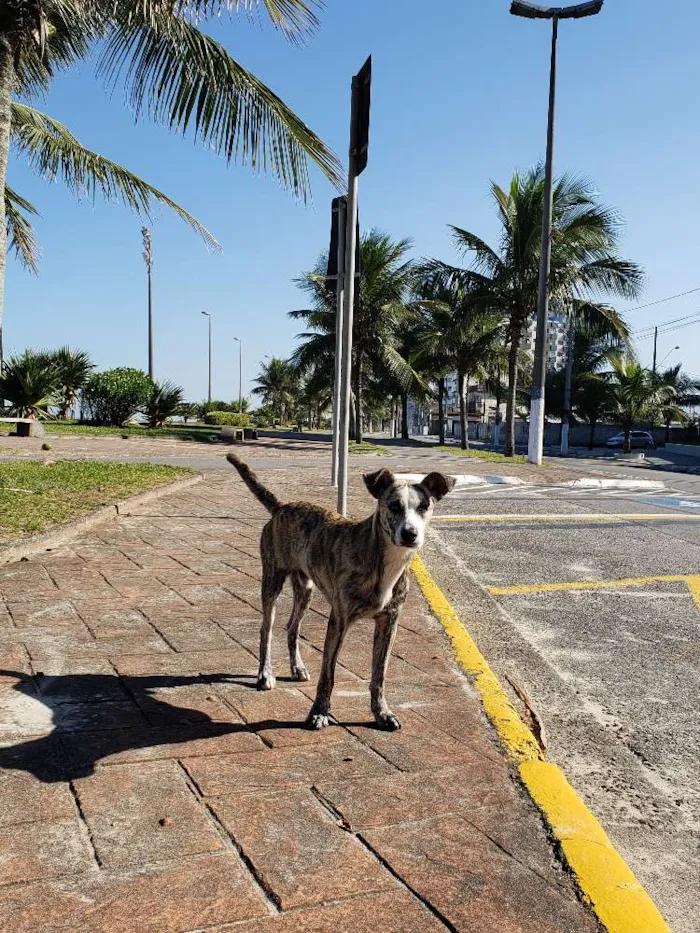 Cachorro ra a SRD idade 7 a 11 meses nome Sem Nome Definido