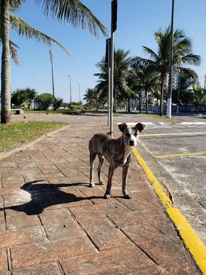 Cachorro ra a SRD idade 7 a 11 meses nome Sem Nome Definido