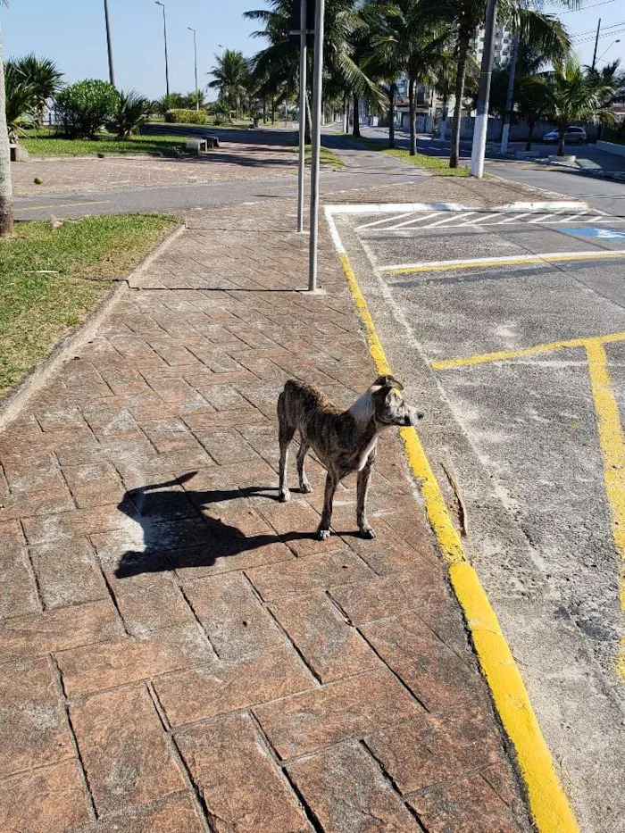 Cachorro ra a SRD idade 7 a 11 meses nome Sem Nome Definido