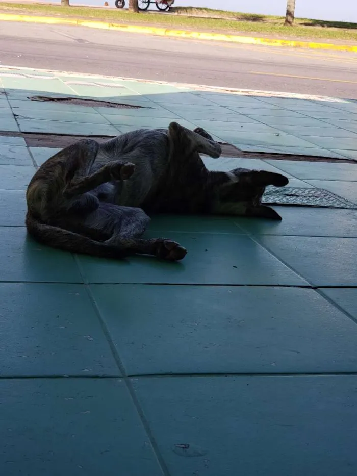 Cachorro ra a SRD idade 7 a 11 meses nome Sem Nome Definido