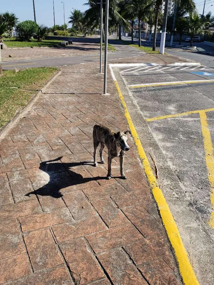 Cachorro ra a SRD idade 7 a 11 meses nome Sem Nome Definido