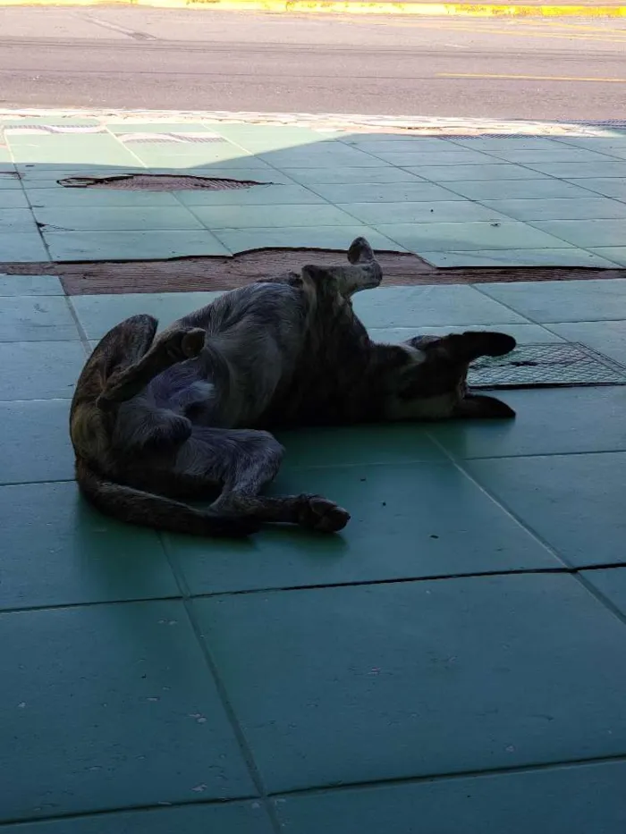 Cachorro ra a SRD idade 7 a 11 meses nome Sem Nome Definido