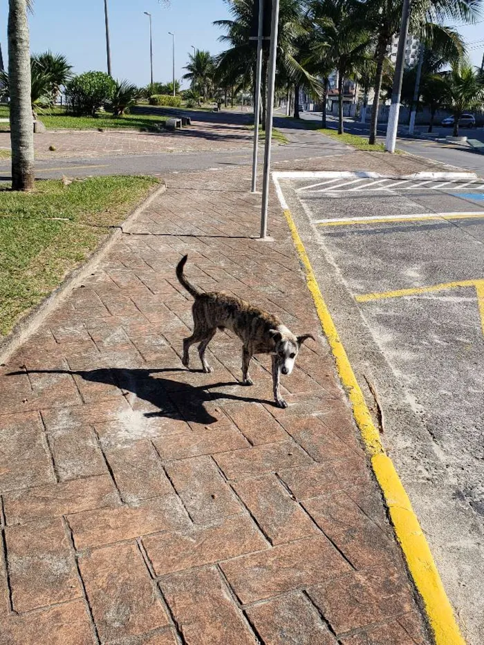 Cachorro ra a SRD idade 7 a 11 meses nome Sem Nome Definido