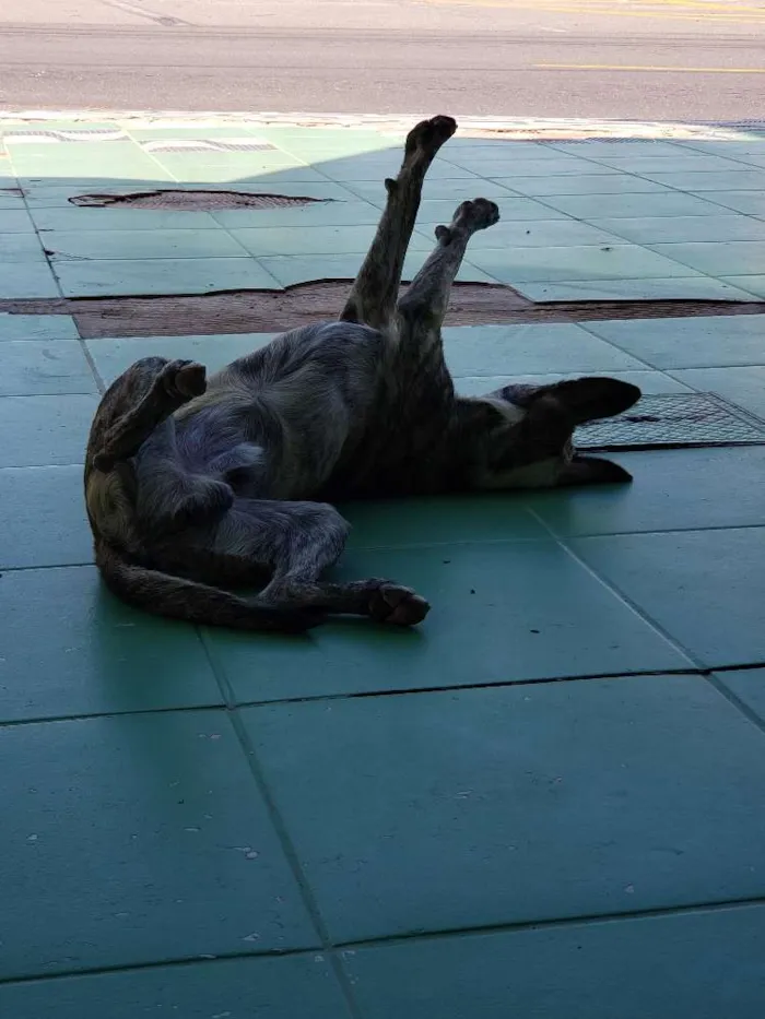 Cachorro ra a SRD idade 7 a 11 meses nome Sem Nome Definido