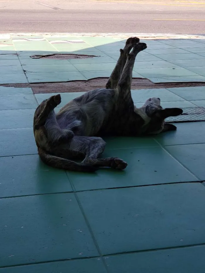 Cachorro ra a SRD idade 7 a 11 meses nome Sem Nome Definido