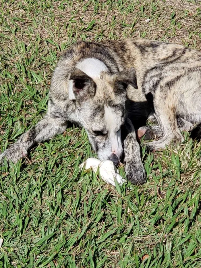 Cachorro ra a SRD idade 7 a 11 meses nome Sem Nome Definido