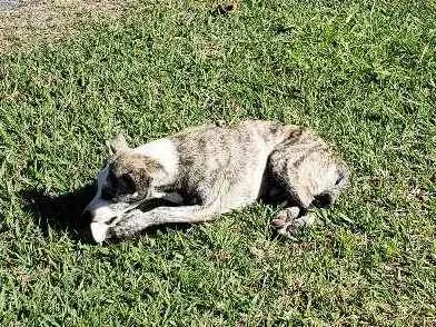 Cachorro ra a SRD idade 7 a 11 meses nome Sem Nome Definido