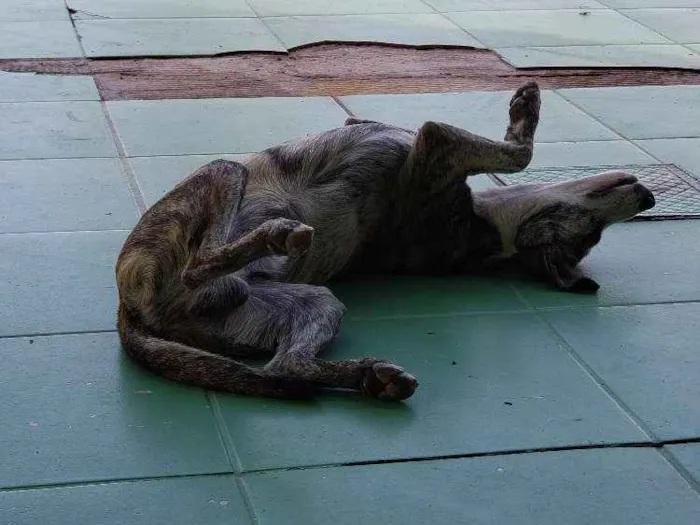 Cachorro ra a SRD idade 7 a 11 meses nome Sem Nome Definido