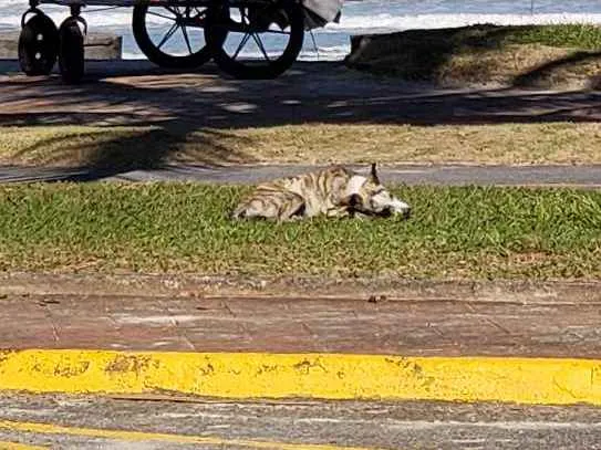 Cachorro ra a SRD idade 7 a 11 meses nome Sem Nome Definido