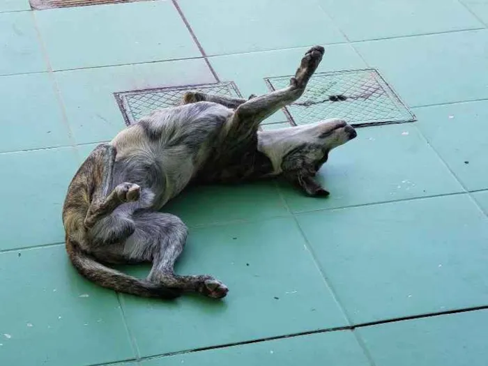 Cachorro ra a SRD idade 7 a 11 meses nome Sem Nome Definido