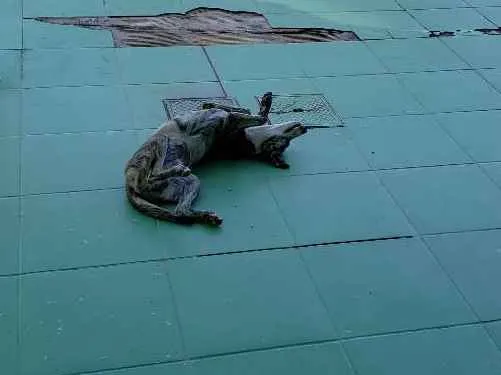 Cachorro ra a SRD idade 7 a 11 meses nome Sem Nome Definido