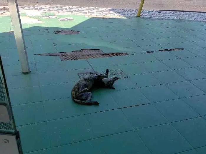 Cachorro ra a SRD idade 7 a 11 meses nome Sem Nome Definido