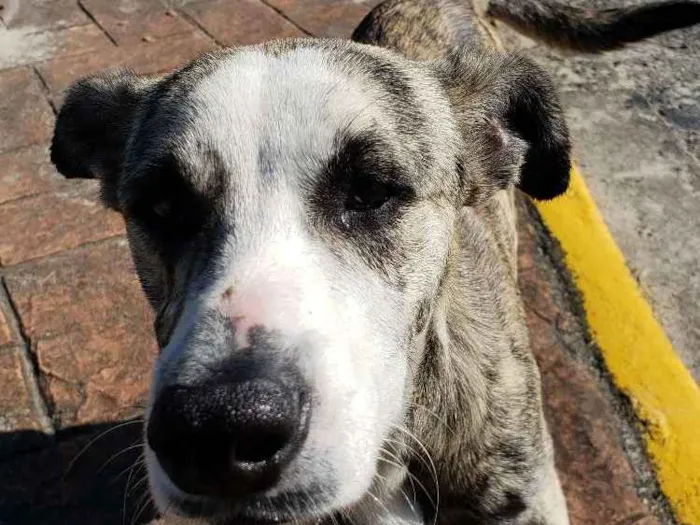 Cachorro ra a SRD idade 7 a 11 meses nome Sem Nome Definido