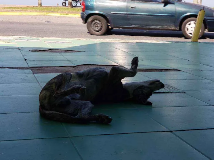 Cachorro ra a SRD idade 7 a 11 meses nome Sem Nome Definido