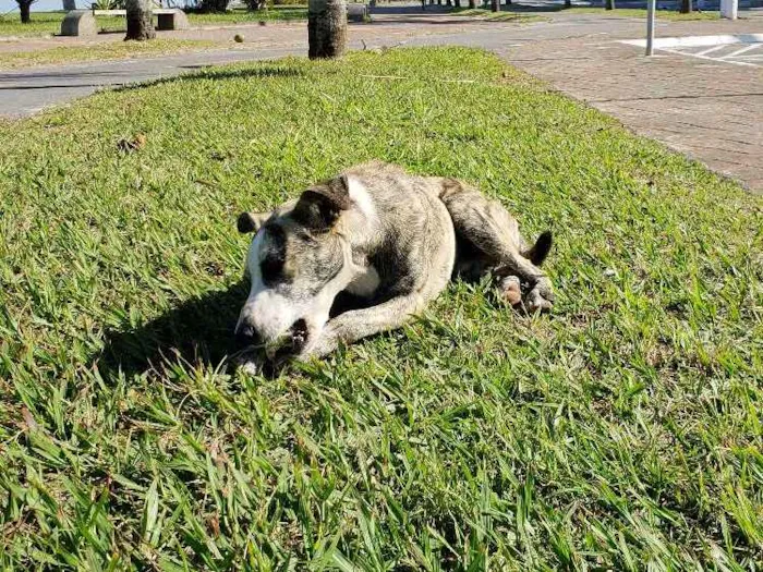 Cachorro ra a SRD idade 7 a 11 meses nome Sem Nome Definido