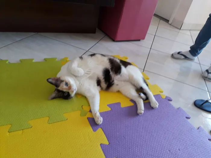 Gato ra a SRD idade 3 anos nome Amy