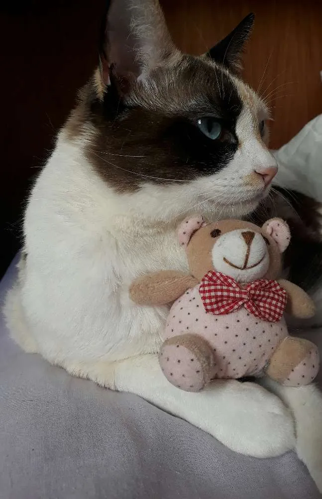 Gato ra a SRD idade 3 anos nome Amy