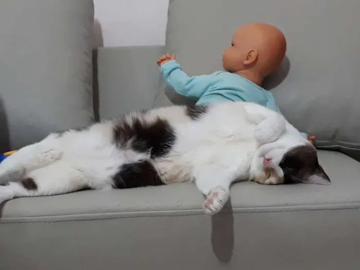 Gato ra a SRD idade 3 anos nome Amy
