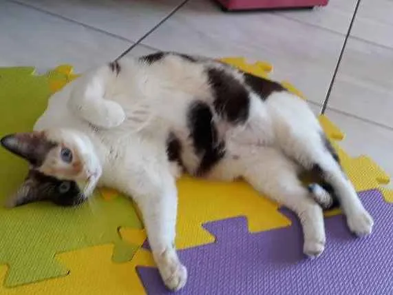Gato ra a SRD idade 3 anos nome Amy