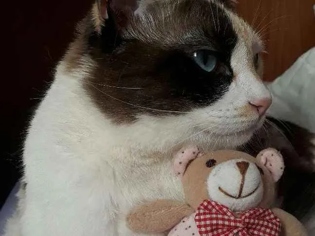 Gato ra a SRD idade 3 anos nome Amy
