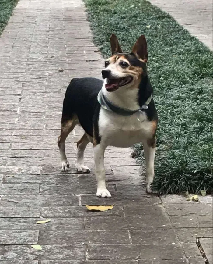 Cachorro ra a Sem raça definida idade 5 anos nome Não sei