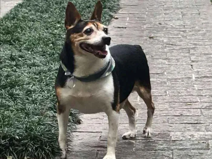 Cachorro ra a Sem raça definida idade 5 anos nome Não sei