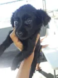  pretinhos 
