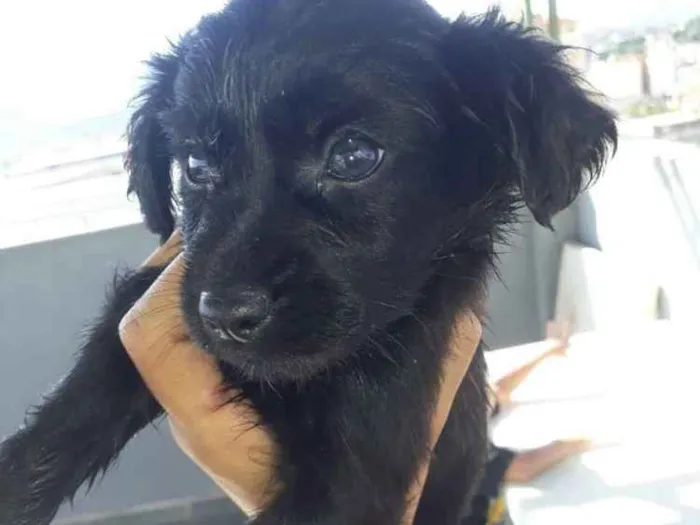Cachorro ra a Misturada  idade 2 a 6 meses nome  pretinhos 