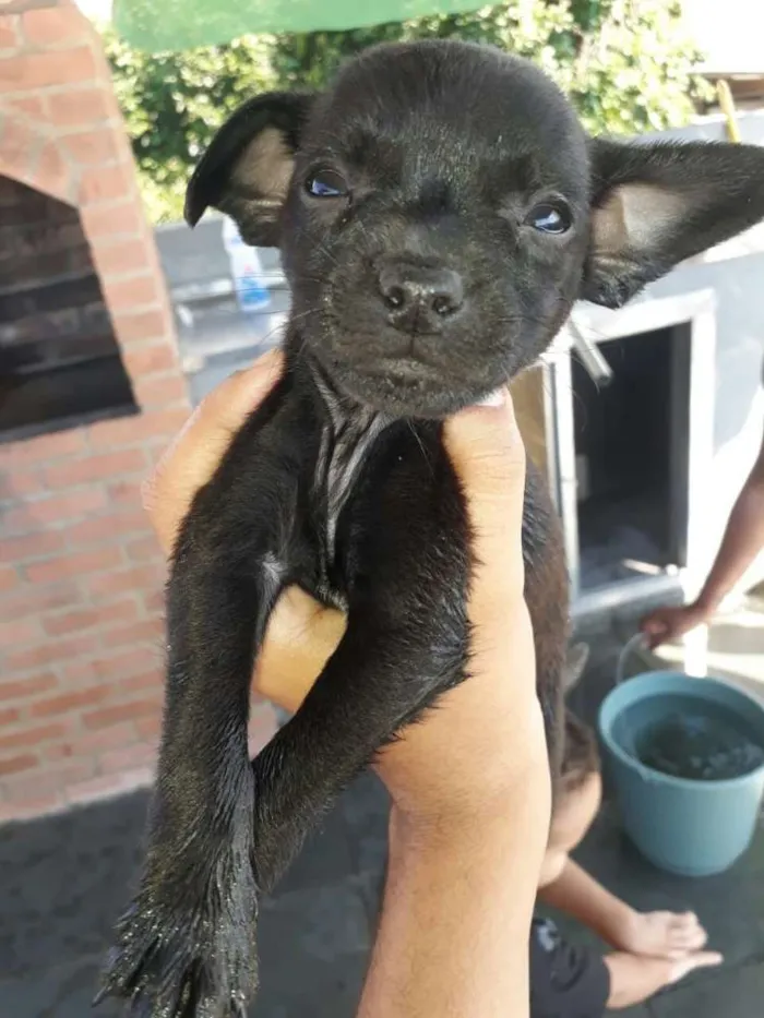 Cachorro ra a Misturada  idade 2 a 6 meses nome  pretinhos 