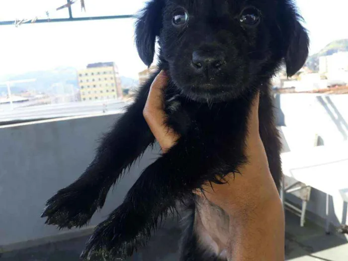 Cachorro ra a Misturada  idade 2 a 6 meses nome  pretinhos 