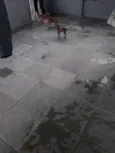  pretinhos 