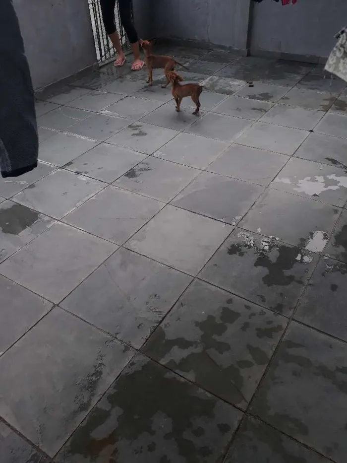 Cachorro ra a Misturada  idade 2 a 6 meses nome  pretinhos 