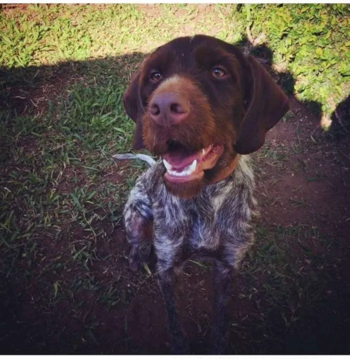 Cachorro ra a Braco Francês + Griffon  idade 1 ano nome Filomena