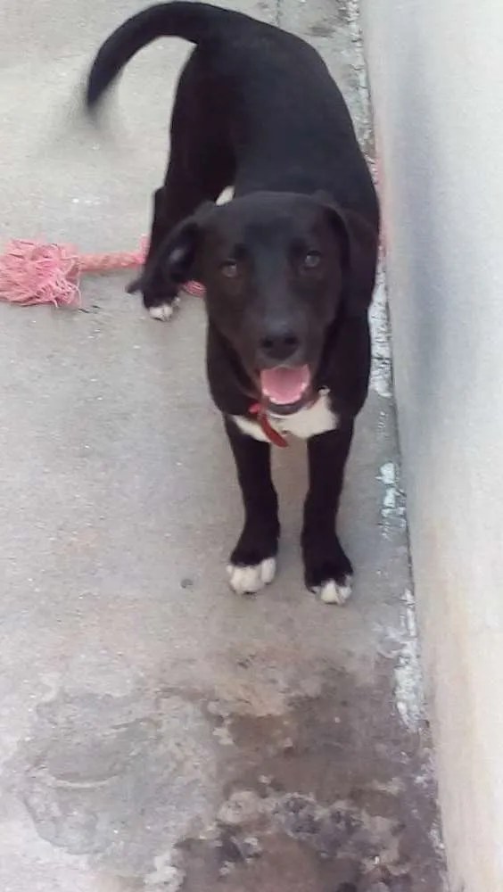 Cachorro ra a mestiça de labrador idade 1 ano nome Mayla