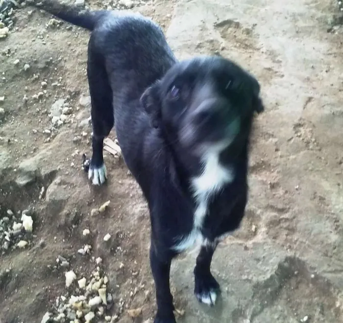 Cachorro ra a srd idade 2 anos nome Nina