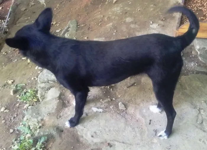 Cachorro ra a srd idade 2 anos nome Nina