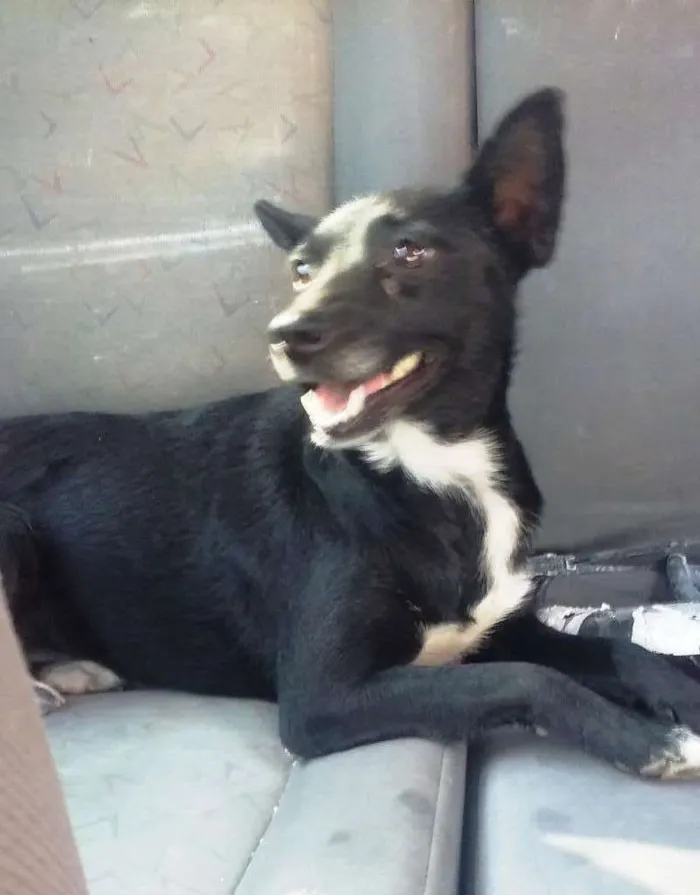 Cachorro ra a srd idade 2 anos nome Nina