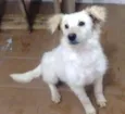 Pipoca