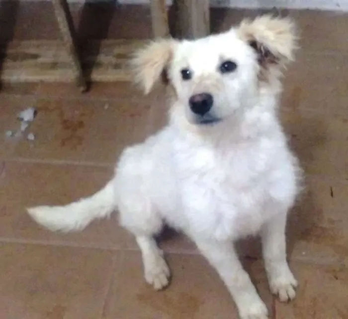 Cachorro ra a srd idade 2 anos nome Pipoca