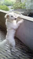 Pipoca