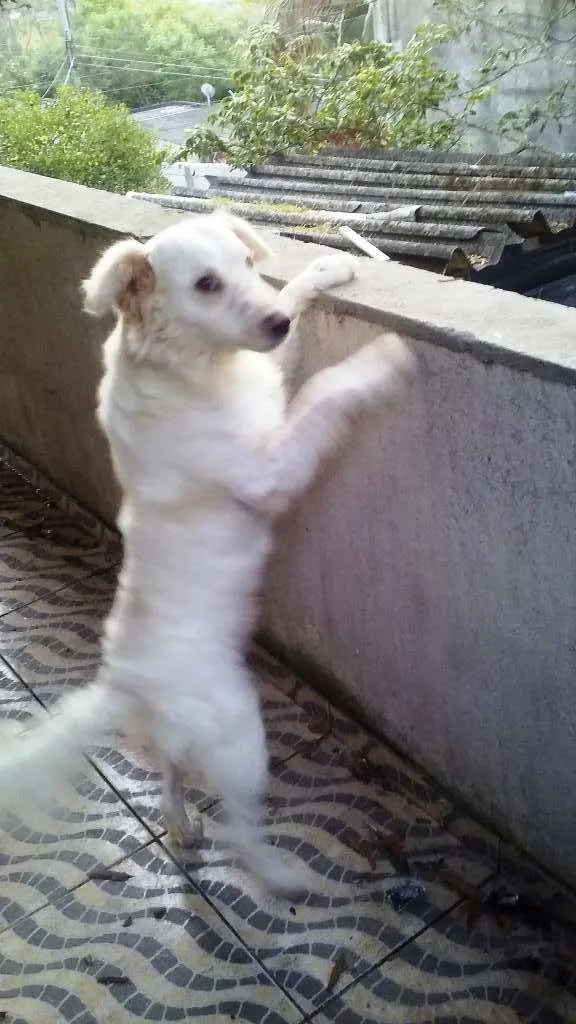 Cachorro ra a srd idade 2 anos nome Pipoca