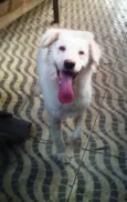 Pipoca