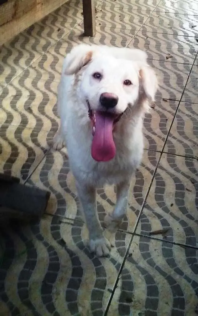 Cachorro ra a srd idade 2 anos nome Pipoca