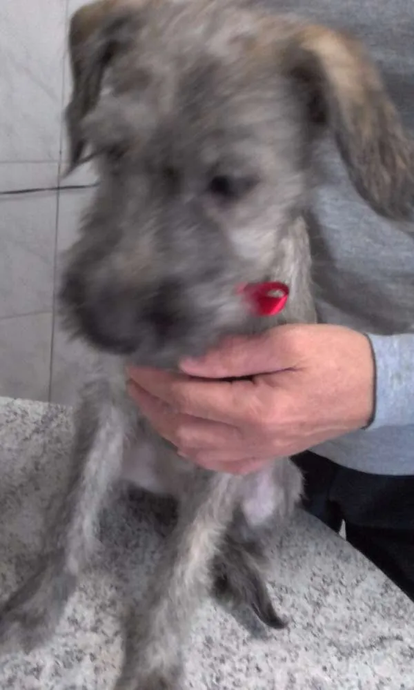 Cachorro ra a indefinida idade 2 a 6 meses nome Tico