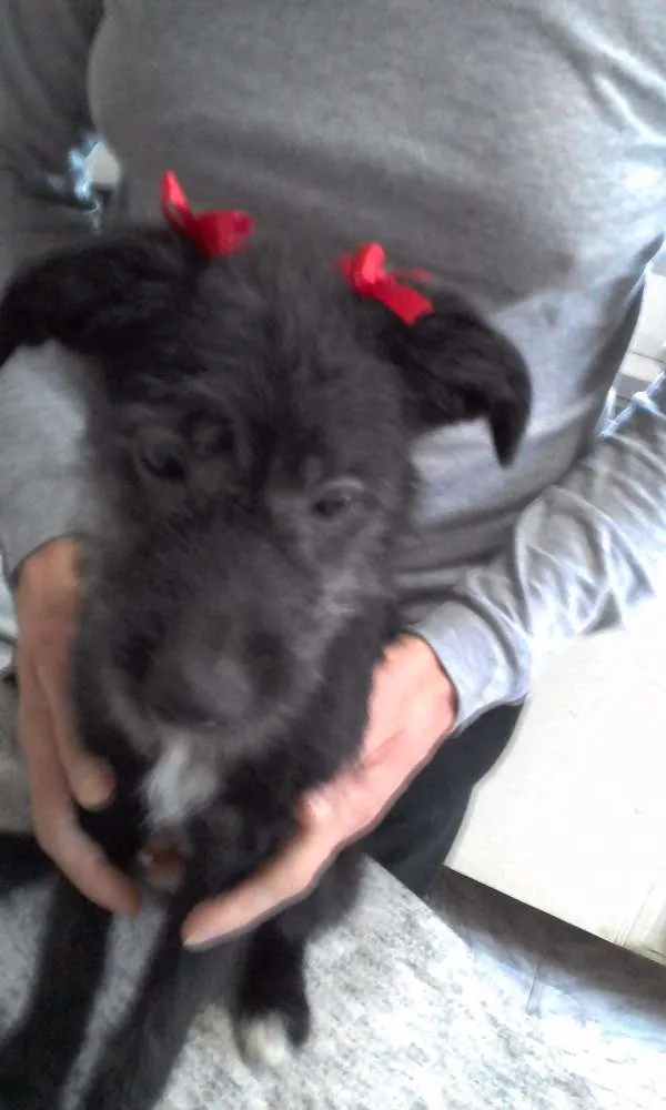 Cachorro ra a indefinida idade 2 a 6 meses nome Pretinha