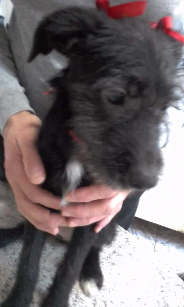 Cachorro ra a indefinida idade 2 a 6 meses nome Pretinha