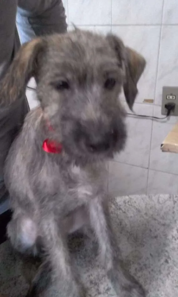 Cachorro ra a indefinida idade 2 a 6 meses nome Tico